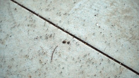 small black ant is walking all over the ground.