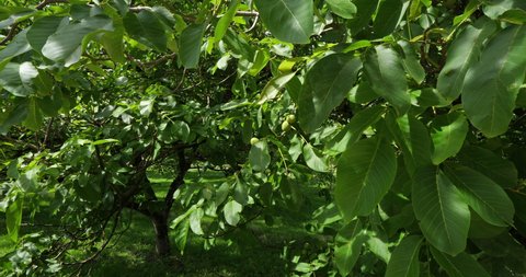 Common walnut trees, Dordogne, France