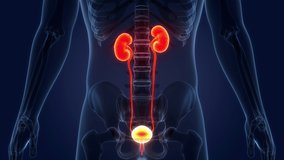 Human Urinary System Kidneys with Bladder Anatomy Animation Concept. 3D