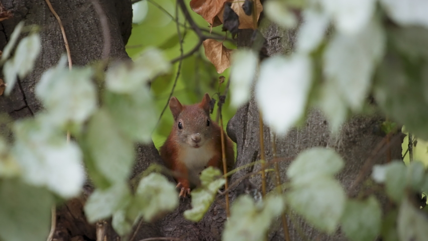 Close up of a beautiful red squirrel sitting on a tree branch between the leaves, looking to the camera. Slow motion.
