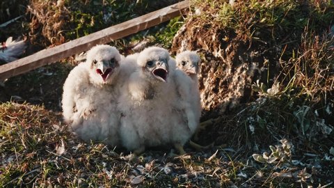 Three baby birds of hobby falcon in nest trying to defend themselves crying out loud. Yamal peninsula and its various fauna.