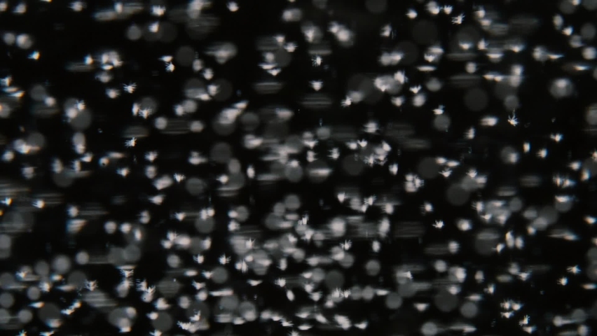 Nauplius larva of white shrimp swimming Microscopic Royalty-Free Stock Footage #1082113415