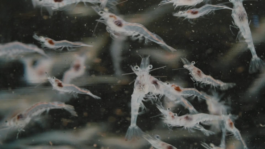 Close up of shrimp swimming | Shutterstock HD Video #1082113661