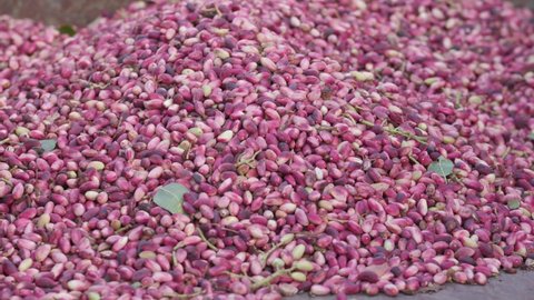 Pink colored pistachios are processed post-harvest.