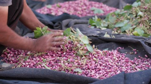 Pink colored pistachios are processed post-harvest. 