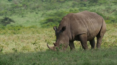 Southern White Rhinoceros or square-lipped rhinoceros - Ceratotherium simum simum, in Lake Nakuru National Park in Kenya, horned rhino feeding on grass, heavy body, large head.