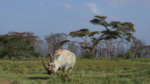 Southern White Rhinoceros or square-lipped rhinoceros - Ceratotherium simum simum, in Lake Nakuru National Park in Kenya, horned rhino feeding on grass, heavy body, large head.