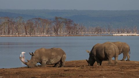 Group of Southern White Rhinoceros or square-lipped rhinoceros - Ceratotherium simum simum, in coast of Lake Nakuru National Park in Kenya, horned rhino feeding on grass, heavy body, large head.