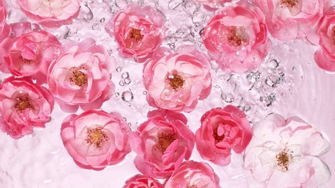 Super slow motion. Rose blossoms on water surface, top down view. Filmed on high speed cinematic camera at 1000 fps.