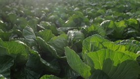 Shot of a field of green cabbage. Young cabbage grows in the farmer field. Cabbage bushes with green leaves on the ground. Organic vegetable growing. 
