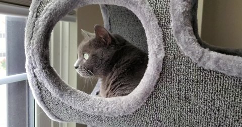 Beautiful grey Russian blue cat sits on cat tree kitty condo in front of a window on a rainy day. She stares outside. Shot in slow motion 4k