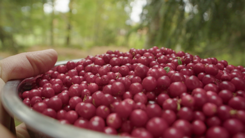 SLOW MOTION CLOSE UP, a bowl of foraged Lingonberries is carried through a forest