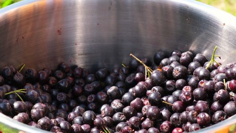 Seasonal harvest of chokeberry. Handfuls of chokeberry fall into a steel container. Small business harvesting, cooking and gardening concept 