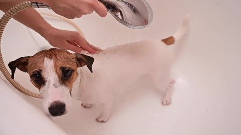 A woman washes the unfortunate Jack Russell Terrier in the bath. Dog shakes off water in slow motion.