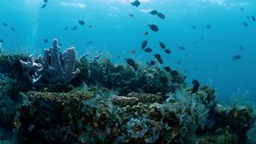 Artificial coral reefs - amazing underwater world of Tulamben, Bali, Indonesia. Video 4k.