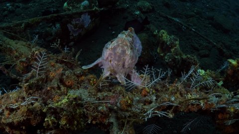 Giant Frogfish - Antennarius commerson is swimming along an artificial reef. Underwater world of Tulamben, Bali, Indonesia. 4k video.
