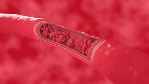 red blood cells flow inside a healthy vessel, cross section artery view. 3d Animation. High quality FullHD footage