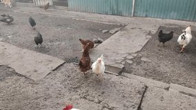 Chickens walk around the farm, 4K video