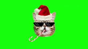 Cute minimal design cat in a Christmas cap and with a beard rotates on a green background. Feast of Christmas and New Year. - Powered by Shutterstock - Get 15% off with code: PIKWIZARD15