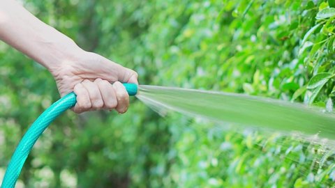 Watering tree. Woman arms are using water spraying hoses. Woman gardener with hose for watering the plants and trees in home garden. Injection of water from rubber tube. Watering the plants backyard.