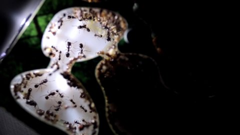 Colony of reaper ants in the acrylic ant farm. Formicarium with messor, workers, eggs, soldiers and queen. HD Video footage. Close-up. Corn food. Macro. Selective focus. Big family concept. Nature.