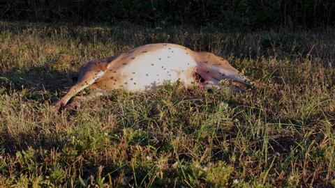 Time-lapse Flies on a dead deer on the side of the road in the country