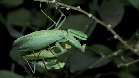 Praying mantises copulate two male and female. Mantis mating. Transcaucasian Tree Mantis (Hierodula transcaucasica). Close up of mantis insect