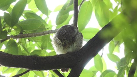 Spotted Owlet is cleaning itself