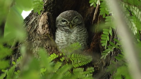 a Sleeping Spotted Owlet on the tree.