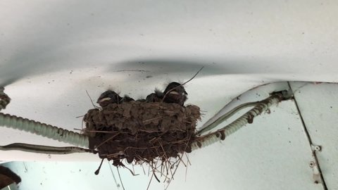 Hungry swallow chicks calling for food. Baby birds sitting in the nest under the roof video