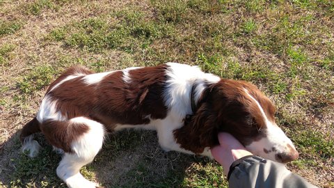 Titel, Serbia, 28.10.2021: a Beautiful little English Springer Spaniel resting on the grass.