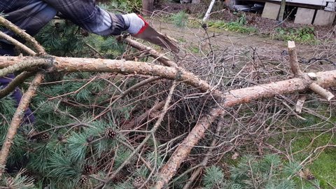 a man saws a tree with a chainsaw. the pine tree was removed from the suburban area. removal of diseased trees. bark beetle kills the forest