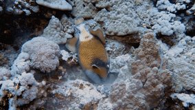 4k video footage of a Titan Triggerfish (Balistoides viridescens) in the Red Sea, Egypt