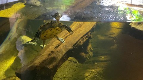 Turtle swimming in aquarium. Concept turtles as pets. 4K