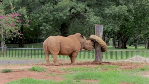 white rhino playing and having fun with a tire on its trunk with wind in the leaves of the trees in the background on a beautiful day