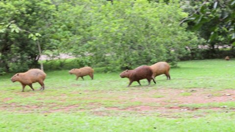 Group of four adult capybaras walking through the grass