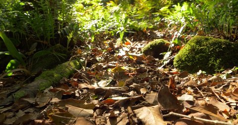 Forest Floor Decay Undergrowth Rain Forest Stock Footage Video (100% ...