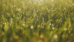 Fresh morning water dew drops on vibrant green grass during sunny morning. Fresh green grass with dew drops clips. Walk in green meadow during dawn.