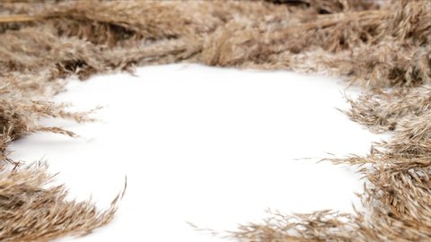 White background with branches of reeds on the sides. Cattail fluff sways from the wind isolated on white background.