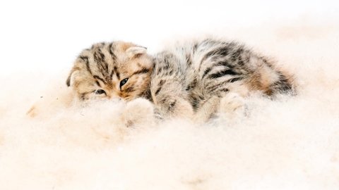 The kitten sleeps on cattail down.