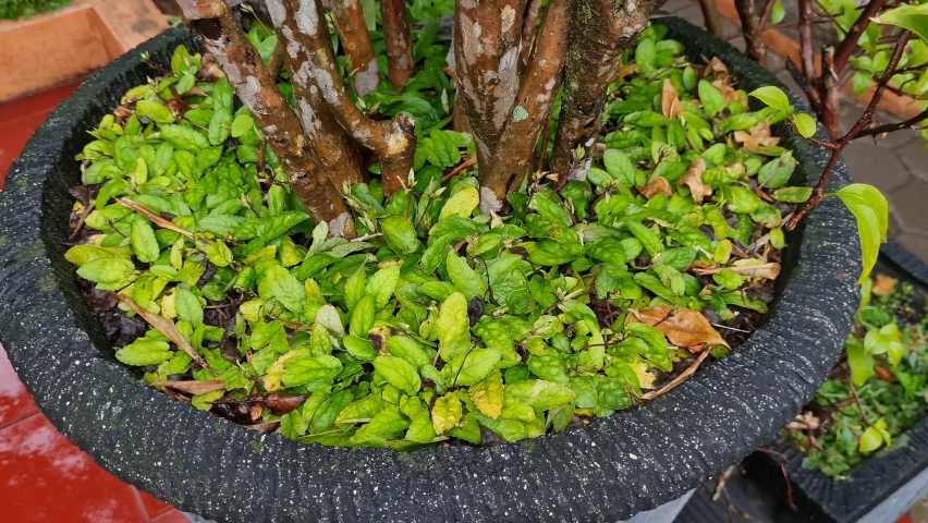 Green leafy plants in the school garden