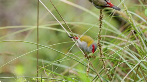 a high frame rate clip of a pair of red-browed finches eating the seeds of rushes near a creek on the central coast of nsw, australia