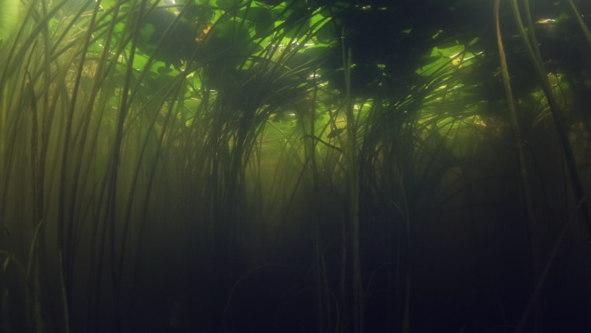 Underwater view of the freshwater lake with tiny fish and green plants | Shutterstock HD Video #1082187149