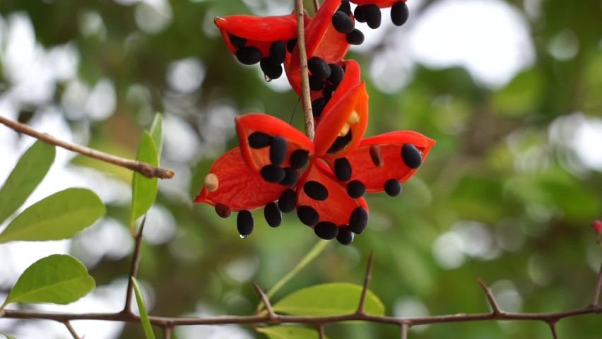 Sterculia quadrifida (Also called peanut tree, red-fruited kurrajong) on the tree. Seed pods are orange outside and orange or red inside when ripe.
