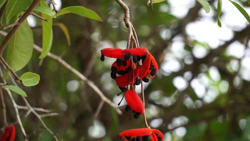 Sterculia quadrifida (Also called peanut tree, red-fruited kurrajong) on the tree. Seed pods are orange outside and orange or red inside when ripe.