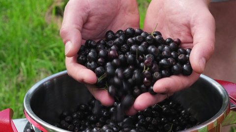 4k. Seasonal harvest of chokeberry. Male hands take a handful of chokeberry. Handfuls of chokeberry fall into a steel container. Small business harvesting, cooking and gardening concept 