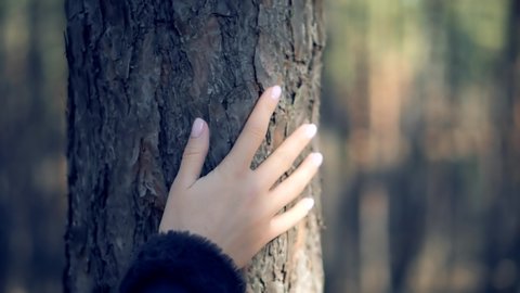 Woman Hand On Tree Bark. Autumn Fall Nature Pine Forest. Girl Gently Touch Tree Bark. Woman Enjoying In Wood. Female Hand Strokes Bark Of Pine. Ecology Care Touches Trunk. Hiking In Autumn Pine Woods 