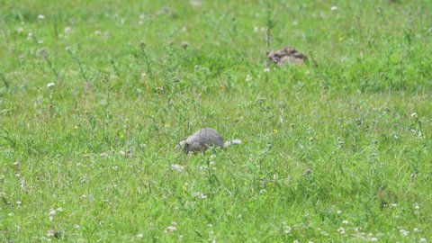 Long-tailed Siberian ground squirrel (Urocitellus, Citellus undulatus) dives into hole, feeds on grass, meadows of Altai Mountains (foothills). Herbivores harm to pastures, causative agent of plague