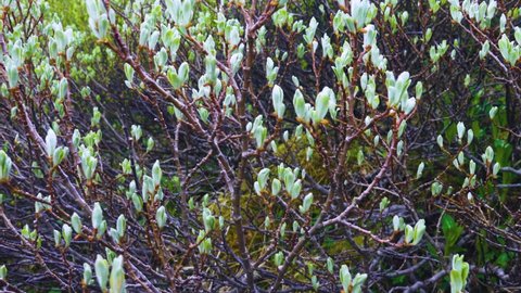 Willow-shrub; osier bed (Salicetum) in mountains, stream ravine. Willow leaves only in early summer (high-altitude alpine spring). Subniveal belt (2600 a.s.l.).  Middle Siberia