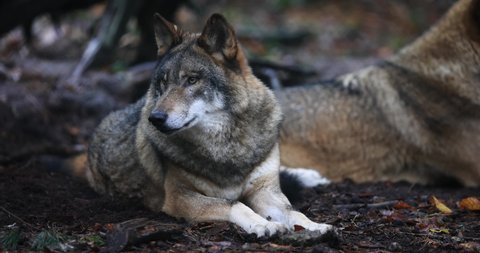 A gray wolf are resting in the forest